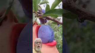 Download lagu sagawa1gou🤣🤣🤣funny video/#shorts https://youtube.com/shorts/a0NlogJIpLQ?si=jYj5zvKY150f8oK5 mp3 Download lagu sagawa1gou🤣🤣🤣funny video/#shorts https://youtube.com/shorts/a0NlogJIpLQ?si=jYj5zvKY150f8oK5 mp3