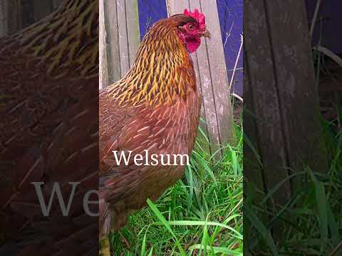 , title : 'Top 10 Chicken Breeds for Beginners'