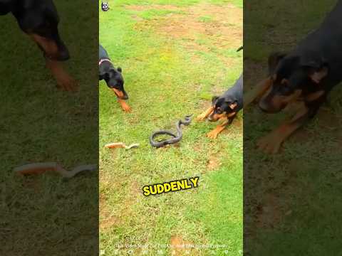 Dog Vs Snake 😮