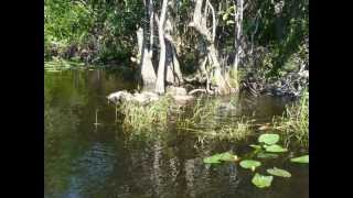 preview picture of video 'Esther Miriam Explores Alligators at Everglades National Park, FL, November 7, 2010'