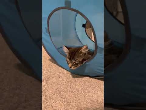 KiWi 🐱 : “Yep seems like I’m gonna take it as well” #asmreating