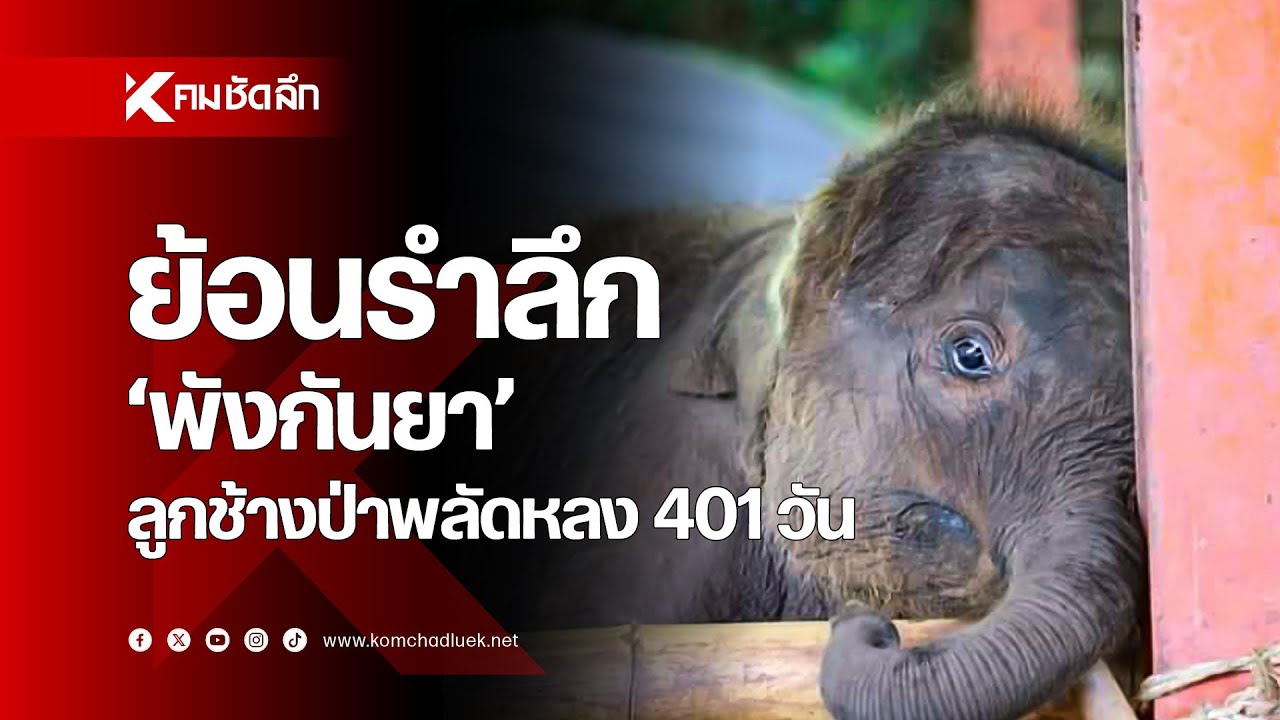 ย้อนรำลึก 'พังกันยา' ลูกช้างป่าพลัดหลง 401 วัน
