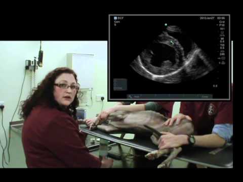 IMV imaging cardiac ultrasound video 6 - Right parasternal short axis view (papillary muscles)