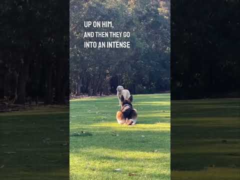 These two dogs are the greatest friends ever 😂