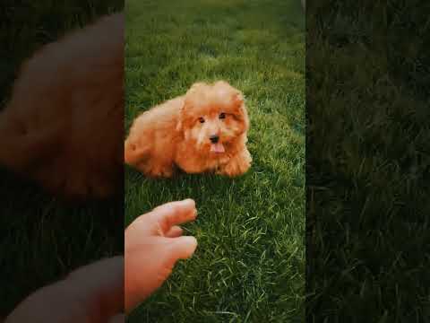 Labradoodle puppy for sale