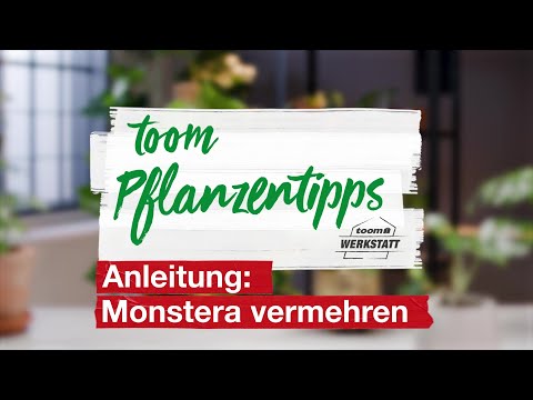 toom Pflanzentipps: Monstera vermehren | toom Baumarkt