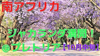 【南アフリカ】ジャカランダの季節到来（2021年10月）＠プレトリア