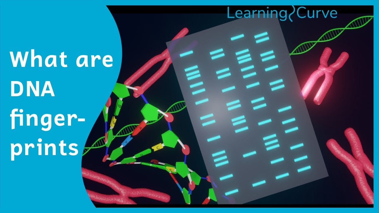 How does DNA fingerprinting work