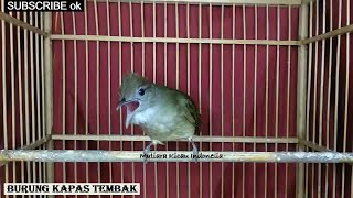 Download lagu Masteran Suara Burung Kapas Tembak Gacor durasi panjang full ngepik beset tembakan pilihan juri mp3