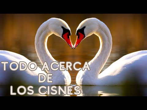 The Secret of the Swans | Mini Documentary