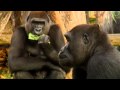 Feeding The Animals At The Smithsonian S National Zoo
