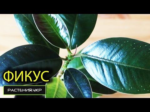 Фикус уход в домашних условиях / Как пересадить фикус белайз? / фикус каучуконосный