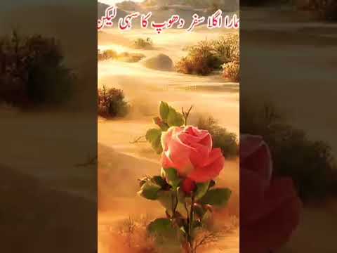 #howto Good night roses line Zubaida Whatsapp status