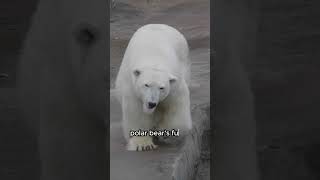 Polar Bears are NOT actually white! 🐻‍❄️🐻‍❄️#animals #animalfacts #shorts