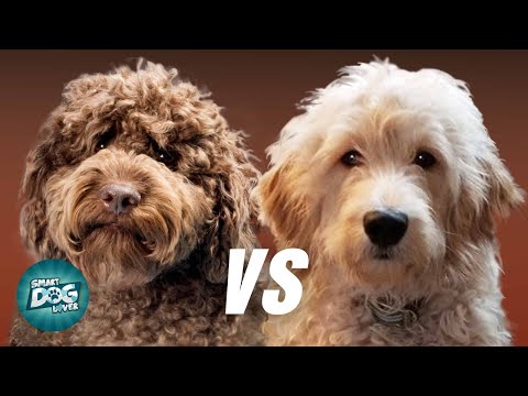 ラブラドゥードル VS ゴールデンドゥードル |どのプードルミックス犬種が優れていますか?