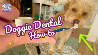 Petlab Powder Thumbnail
