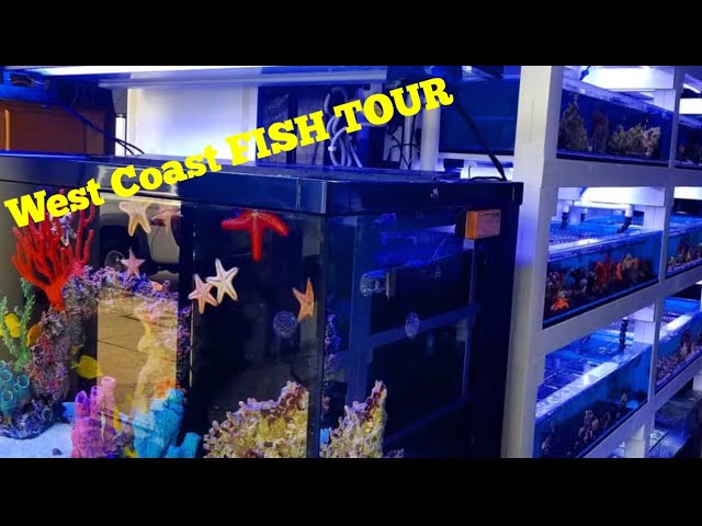 Took a Plane to California to see EXOTIC FISH * 7 SEAS TROPICAL FISH STORE TOUR*