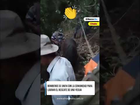 #Tolima 👉 Bomberos rescataron a una yegua en Villahermosa🐎