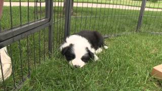 First Puppy Visit to Emerald Border Collies