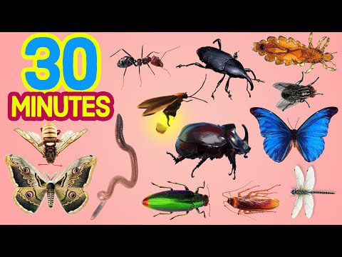 30 minutes Learn Insects For All