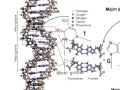 dna groove sequence info