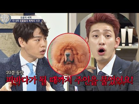 "밥 줘-!!" 배고파 화가 난 짱아오, 주인을 물어 사살 당해⊙_⊙ (헉)  비정상회담 150회