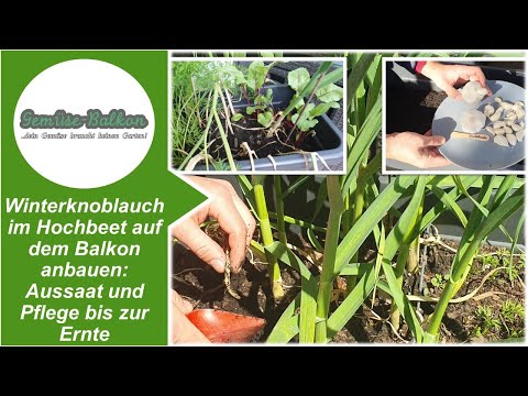 , title : 'Winterknoblauch anbauen im Hochbeet auf dem Balkon: Aussaat und Pflege bis zur Ernte'