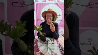 Boa notícia nas Rosas do deserto