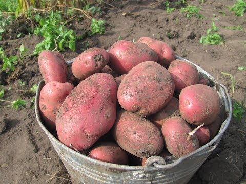 How to improve the harvest of potatoes.