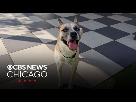 Meet Aliza, PAWS Chicago's Pet of the Week - YouTube