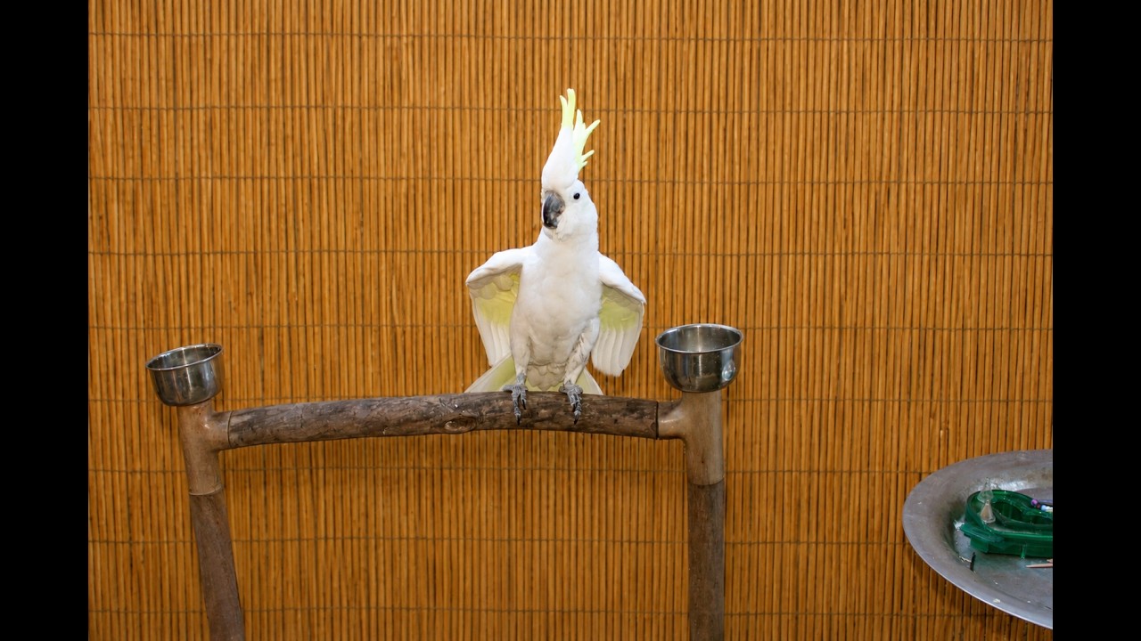 Sydney, the Special Medium Sulfur-Crested Cockatoo, an adoptable Cockatoo in Vancouver, WA video 3/6