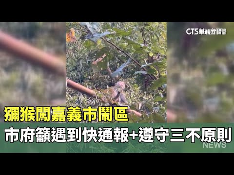 獼猴闖嘉義市鬧區　市府籲遇到快通報+遵守三不原則