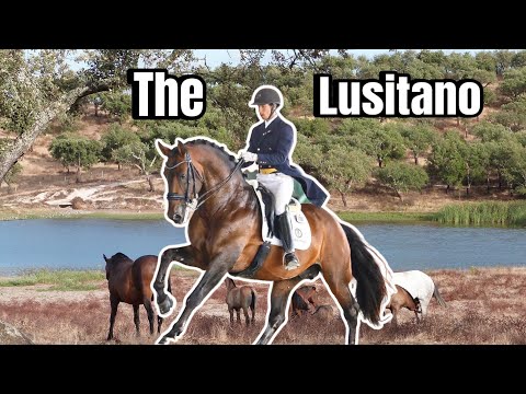 BREEDING THE BEST HORSES IN PORTUGAL