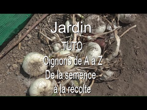 , title : 'Oignon de A Z TUTO de la semence à la récolte LC VIDEO'