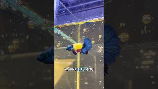 Download lagu SPILL BETTA FISH PURCHASED FOR 1 MILLION Rupiah! #ornamentalfish #cupangfish #bettafish #cupangin... mp3