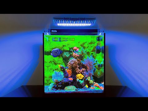 The BEST Nano Reef Tank I've Seen: 20 Gallon Aquarium