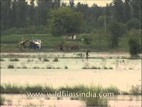 Yamuna embankments in Delhi Area
