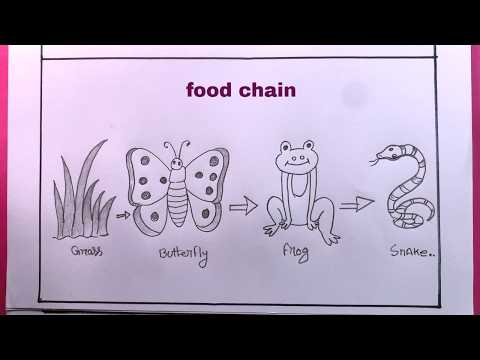 How To Draw Food Chain Step By Step Easy/Food Chain Drawing #Foodchaindrawing