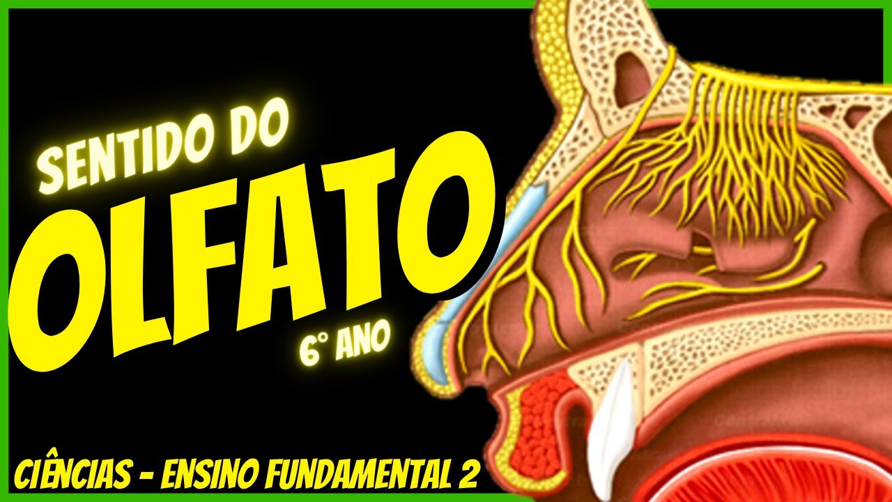 Sentido do OLFATO - Ciências 6° ano | Aula completa com resumo | 2022