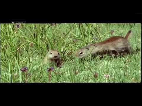 DhëmbëMprehtët 2 - Dokumentar Shqip Hd Natyra