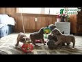 French Bulldog dogs for sale: Yancy - Video 1