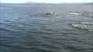 preview picture of video 'Playful Dolphins in Bahia de los Angeles, Mexico!'