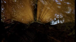 Eagle of the Night | Roblox Era of Terror | Utahraptor Gameplay