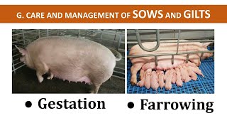 Management of Sows & Gilts during Gestation and Farrowing | Swine Production | Teacher Hazel