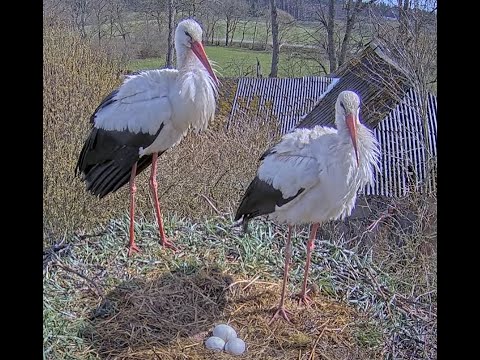 Baltie stārķi (Ciconia ciconia) Tukuma novadā - LDF tiešraide