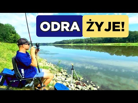 334 WROCŁAW ODRA - CATCH AND RELEASE. COMPETITION FISH