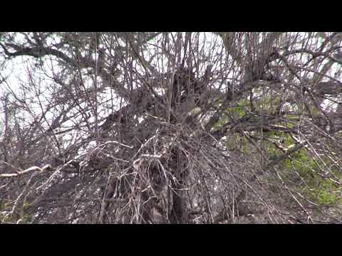 Djuma: Vervet Monkey - 16:44 - 11/05/18