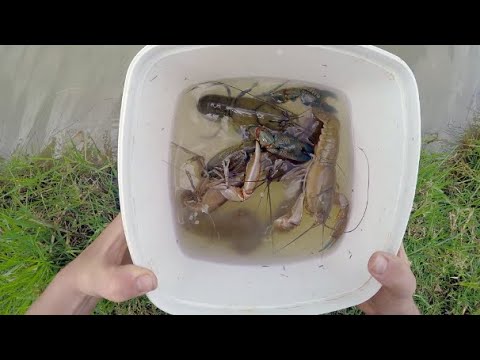 How To Catch Freshwater Yabbies