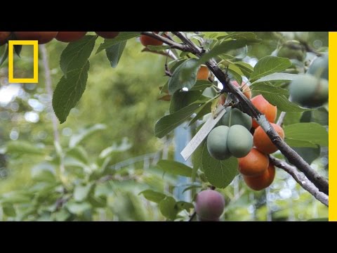 , title : 'This Crazy Tree Grows 40 Kinds of Fruit | National Geographic'