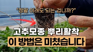 고추 모종 뿌리 활착 폭풍성장 다수확 비법공개 | 이젠 고추 뿌리 자르고 텉지 마세요 | 고추 모종 정식 전…